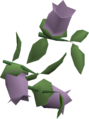 Three nightshades
