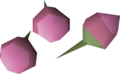 Three pink orchid seeds