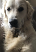 Gus (head shot)