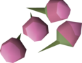 Four pink orchid seeds