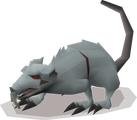 A giant rat variant.