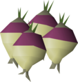 Four shrunk ogleroots