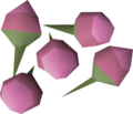 Five pink orchid seeds