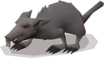 A giant rat variant.