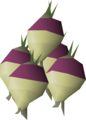 Five shrunk ogleroots