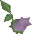 One nightshade