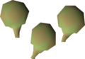 Three potato cactus seeds